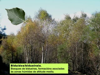 Biduídos/bidueirais .  Bosques de bidueiras, formacións asociadas ás zonas húmidas de altitude media. 