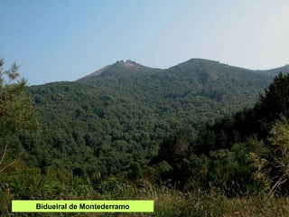Bidueiral de Montederramo 