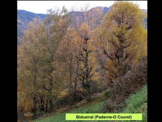 Bidueiral (Paderne-O Courel) 