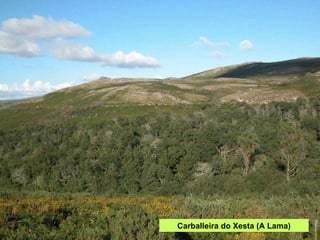 Carballeira do Xesta (A Lama) 