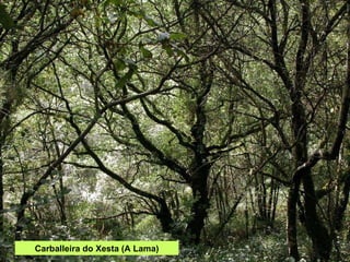 Carballeira do Xesta (A Lama) 