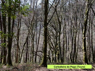 Carballeira do Pego (Touro) 