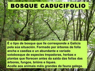 É o tipo de bosque que lle corresponde a Galicia pola súa situación. Formado por árbores de folla ancha e caediza e un abundante e variado sotobosque de especies trepadoras, herbas e plantas que florecen antes da saída das follas das árbores, fungos, brións e liques.  Acolle aos animais máis grandes da fauna galega. BOSQUE CADUCIFOLIO 