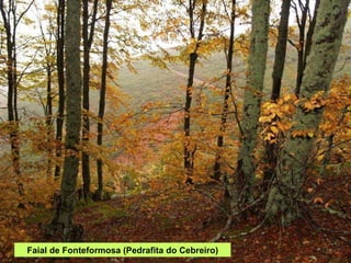 Faial de Fonteformosa (Pedrafita do Cebreiro) 