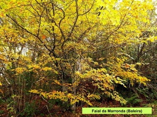 Faial da Marronda (Baleira) 