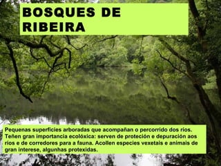 Pequenas superficies arboradas que acompañan o percorrido dos ríos. Teñen gran importancia ecolóxica: serven de proteción e depuración aos ríos e de corredores para a fauna. Acollen especies vexetais e animais de gran interese, algunhas protexidas. BOSQUES DE RIBEIRA 