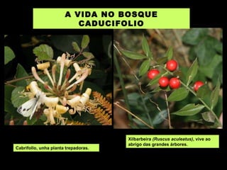 Xilbarbeira  (Ruscus aculeatus) , vive ao abrigo das grandes árbores.  Cabrifollo, unha planta trepadoras. A VIDA NO BOSQUE CADUCIFOLIO 