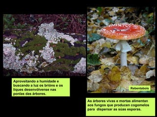 As árbores vivas e mortas alimentan aos fungos que producen cogomelos para  dispersar as súas esporas. Aproveitando a humidade e buscando a luz os brións e os liques desenvólvense nas ponlas das árbores. Rebentabois 