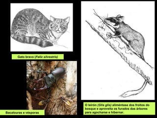 O leirón  (Glis glis)  aliméntase dos froitos do bosque e aproveita os furados das árbores para agocharse e hibernar. Gato bravo ( Felix silvestris) Bacalouras e vésporas 
