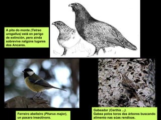 A pita do monte  (Tetrao urogallus)  está en perigo de extinción, pero aínda sobrevive nalgúns lugares dos Ancares. Gabeador  (Certhia ...).   Gabea polos toros das árbores buscando alimento nas súas rendixas. Ferreiro abelleiro  (Pharus major),  un paxaro insectivoro. 