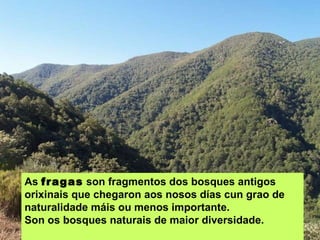 As  fragas  son fragmentos dos bosques antigos orixinais que chegaron aos nosos días cun grao de naturalidade máis ou menos importante.  Son os bosques naturais de maior diversidade. 