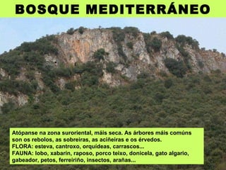 Atópanse na zona suroriental, máis seca. As árbores máis comúns son os rebolos, as sobreiras, as aciñeiras e os érvedos. FLORA: esteva, cantroxo, orquídeas, carrascos... FAUNA: lobo, xabarín, raposo, porco teixo, donicela, gato algario, gabeador, petos, ferreiriño, insectos, arañas...   BOSQUE MEDITERRÁNEO 