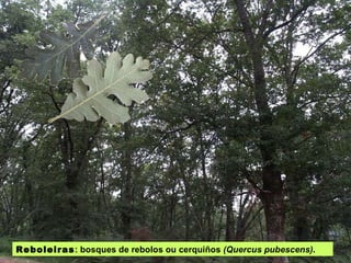 Reboleiras : bosques de rebolos ou cerquiños  (Quercus pubescens) . 