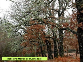 Reboleira (Montes do Invernadeiro) 