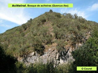 Aciñeiral . Bosque de aciñeiras  (Quercus ilex). O Courel 