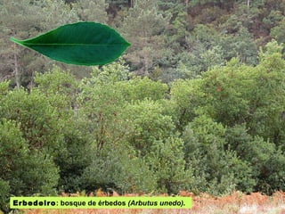Erbedeiro : bosque de érbedos  (Arbutus unedo) . 
