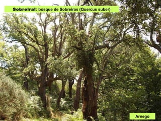Sobreiral : bosque de Sobreiras (Quercus suber) Arnego 