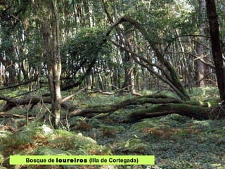 Bosque de  loureiros  (Illa de Cortegada) 