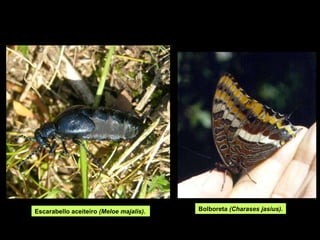 Escarabello aceiteiro  (Meloe majalis) . Bolboreta  (Charases jasius). 