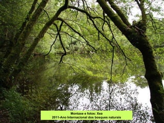 Montaxe e fotos: Xea 2011-Ano Internacional dos bosques naturais 