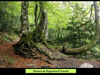 Devesa de Rogueira-O Courel 