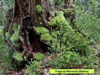 Fraga da Marronda (Baleira) 