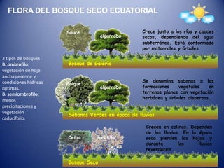 FLORA DEL BOSQUE SECO ECUATORIALCrece junto a los ríos y cauces secos, dependiendo del agua subterránea. Está conformado por matorrales y árboles Sauce algarrobo 2 tipos de bosquesB. ombrofilo; vegetación de hoja ancha perenne y condiciones hídricas optimas.B. semiombrofilo; menos precipitaciones y vegetación caducifolio.Bosque de GaleríaSe denomina sabanas a las formaciones vegetales en terrenos planos con vegetación herbácea y árboles dispersos. Faique algarrobo Sábanas Verdes en época de lluviasCrecen en colinas. Dependen de las lluvias. En la época seca pierden las hojas y durante las lluvias reverdecenCeiboporotilloBosque Seco