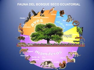 ChilalocoralGallinazoCaracaraCóndorBoaavesPava AliblancaMacancheofidiosIguanareptilSajinoSalamanquejaLagartijaTigrillomamíferosJaguarPumaVizcachaOso HormigueroRatón de SechuraZorroArdillaFAUNA DEL BOSQUE SECO ECUATORIAL
