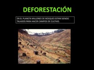 EN EL PLANETA MILLONES DE BOSQUES ESTAN SIENDO
TALADOS PARA HACER CAMPOS DE CULTIVO.
 