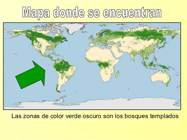 Bosques templados