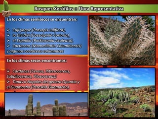 En los climas semisecos se encuentran:
 Cuji yaque (Prosopis Juliflora),
 la Dividivi (Caesalpinia Coriaria),
 el Espinillo (Parkinsonia Aculeata),
 Cactaceas (Mammillaria Columbiensis)
y algunas cactáceas columnares
En los climas secos encontramos:
 Cardones (Cereus, Ritterocereus,
Subpilocereus, Pilosocereus)
 Tunas o Nopales del genero Opuntia y
el Guamacho (Pereskia Guamacho).
 