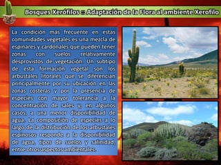 La condición más frecuente en estas
comunidades vegetales es una mezcla de
espinares y cardonales que pueden tener
zonas con suelos relativamente
desprovistos de vegetación. Un subtipo
de esta formación vegetal son los
arbustales litorales que se diferencian
principalmente por su ubicación en las
zonas costeras y por la presencia de
especies con mayor tolerancia a la
concentración de sales y, en algunos
casos, a una menor disponibilidad de
agua. La composición de especies a lo
largo de la distribución de los arbustales
espinosos responde a la disponibilidad
de agua, tipos de suelos y salinidad,
entre otros aspectos ambientales.
 