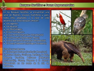 En los Bosques Xerófilos se encuentran una
serie de Reptiles, escasos mamíferos y aves,
todos ellos adaptados a la clase de vida
desértica que estos bosques ofrecen:
 Los lagartos.
 Las Iguanas.
 Los Murciélagos.
 El oso hormiguero.
 El oso melero (Tamandua Tetradactyla)
 El Zorro común (Cerdocyun Thous)
 El Oso Metalero (Tamandua Tetradactyla)
 El Conejo Sabanero (Sylvilagus Floridanus)
Entre las aves destaca:
 El Cardenal Coriano (Cardinalis Phoenicea)
El Halcon Primito, Gavilanes, Perdices, la Dara,
Palomas, Turpiales, Pelicanos (Pelecanus
Occidentalis), Garzas, Playeros y la Cotorra
Margariteña en las zonas de la Isla de
Margarita.
 