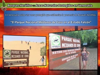 En Venezuela existe una zona protegida que evidencian la presencia de Bosques Xerófilos:
“El Parque Nacional Médanos de Coro en el Estado Falcón”
 