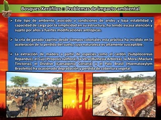  Este tipo de ambiente, asociado a condiciones de aridez y baja estabilidad y
capacidad de carga por la simplicidad en su estructura, ha tenido escasa atención y
sujeto por años a fuertes modificaciones antrópicas.
 la cría de ganado caprino desde tiempos coloniales esta práctica ha incidido en la
aceleración de la pérdida del suelo, cuya naturaleza es altamente susceptible.
 La extracción de madera a partir de especies como el cardón (Subpilocereus
Repandus), el Cuji (Proposis Juliflora), la Vera (Bulnesia Arbórea), la Mora (Maclura
Tinctoria), el Dividive (Caesalpinia Coriaria) y el Palo Brasil (Haematoxylym
Brasiletto) ha ocasionado degradación y perdida de cobertura vegetal.
 