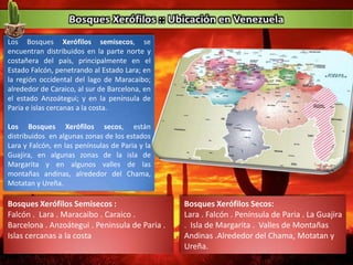 Los Bosques Xerófilos semisecos, se
encuentran distribuidos en la parte norte y
costañera del país, principalmente en el
Estado Falcón, penetrando al Estado Lara; en
la región occidental del lago de Maracaibo;
alrededor de Caraico, al sur de Barcelona, en
el estado Anzoátegui; y en la península de
Paria e islas cercanas a la costa.
Los Bosques Xerófilos secos, están
distribuidos en algunas zonas de los estados
Lara y Falcón, en las penínsulas de Paria y la
Guajira, en algunas zonas de la isla de
Margarita y en algunos valles de las
montañas andinas, alrededor del Chama,
Motatan y Ureña.
Bosques Xerófilos Semisecos :
Falcón . Lara . Maracaibo . Caraico .
Barcelona . Anzoátegui . Peninsula de Paria .
Islas cercanas a la costa
Bosques Xerófilos Secos:
Lara . Falcón . Península de Paria . La Guajira
. Isla de Margarita . Valles de Montañas
Andinas .Alrededor del Chama, Motatan y
Ureña.
 