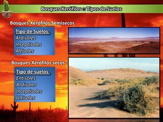 Tipo de Suelos:
Ardisoles
Inseptisoles
Alfisoles
Tipo de suelos:
Entisoles
Ardisoles
Inceptisoles
Ultisoles
Bosques Xerófilos secos
Bosques Xerófilos Semisecos
 
