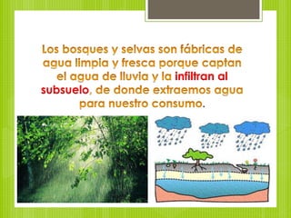 Bosques y selvas | PPTX