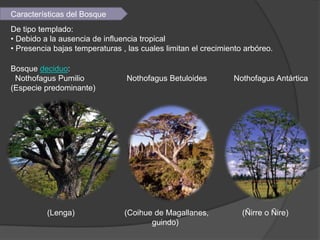 Características del Bosque
De tipo templado:
• Debido a la ausencia de influencia tropical
• Presencia bajas temperaturas , las cuales limitan el crecimiento arbóreo.

Bosque deciduo:
 Nothofagus Pumilio              Nothofagus Betuloides         Nothofagus Antártica
(Especie predominante)




          (Lenga)               (Coihue de Magallanes,            (Ñirre o Ñire)
                                       guindo)
 