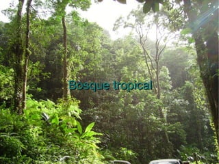 Bosque tropical 