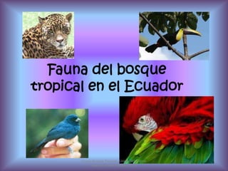 Fauna del bosque tropical en el Ecuador<br />Grupo Bosque Tropical;  Unidad Educativa Martim Cererê; febrero 2011<br />