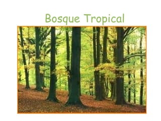 Bosque Tropical
 