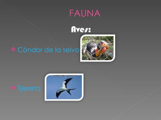 Aves: Cóndor de la selva Tijereta 