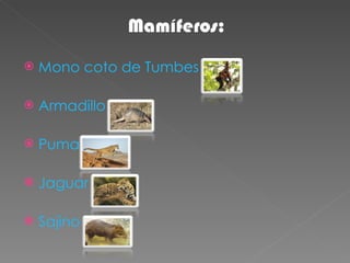 Mamíferos: Mono   coto de Tumbes Armadillo Puma Jaguar Sajino 