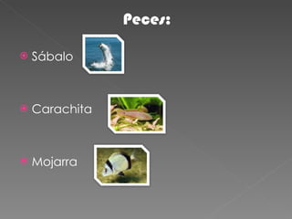 Peces: Sábalo Carachita Mojarra 
