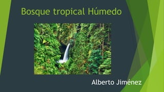 Bosque tropical Húmedo
Alberto Jiménez
 