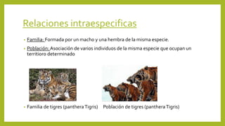 Relaciones intraespecificas
• Familia: Formada por un macho y una hembra de la misma especie.
• Población: Asociación de varios individuos de la misma especie que ocupan un
territioro determinado
• Familia de tigres (pantheraTigris) Población de tigres (pantheraTigris)
 