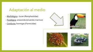 Adaptación al medio
• Morfológica : tucan (Ramphastidae)
• Fisiológica: anaconda (enuectes marinus)
• Conducta: hormigas (Formicidae)
 