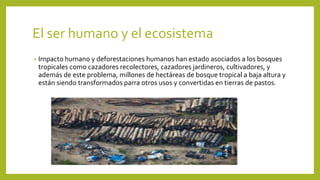 El ser humano y el ecosistema
• Impacto humano y deforestaciones humanos han estado asociados a los bosques
tropicales como cazadores recolectores, cazadores jardineros, cultivadores, y
además de este problema, millones de hectáreas de bosque tropical a baja altura y
están siendo transformados parra otros usos y convertidas en tierras de pastos.
 