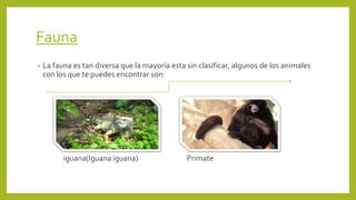 Fauna
• La fauna es tan diversa que la mayoría esta sin clasificar, algunos de los animales
con los que te puedes encontrar son:
iguana(Iguana iguana) Primate
 